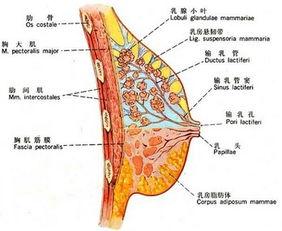 被乳房图片,探寻女性身体的艺术与科学